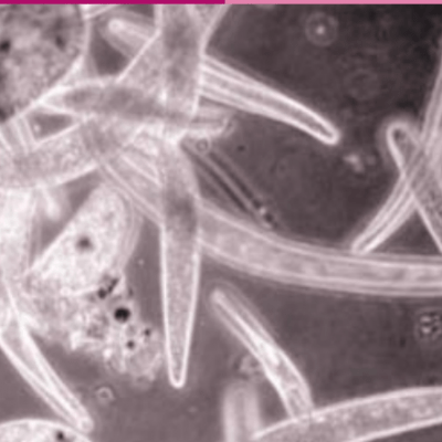 bacteriën in water